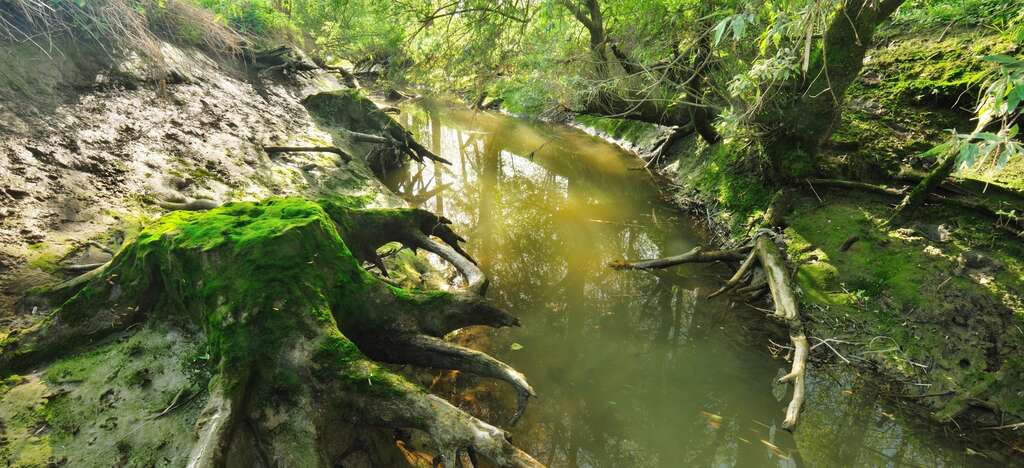 Mangrove groot schoor Onze Natuur