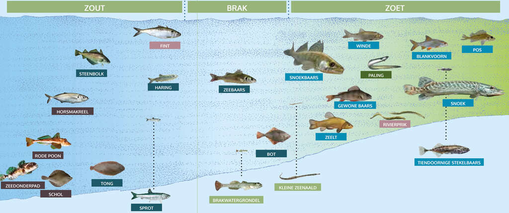 Vissen in de Schelde c Agentschap voor Natuur en Bos WEB