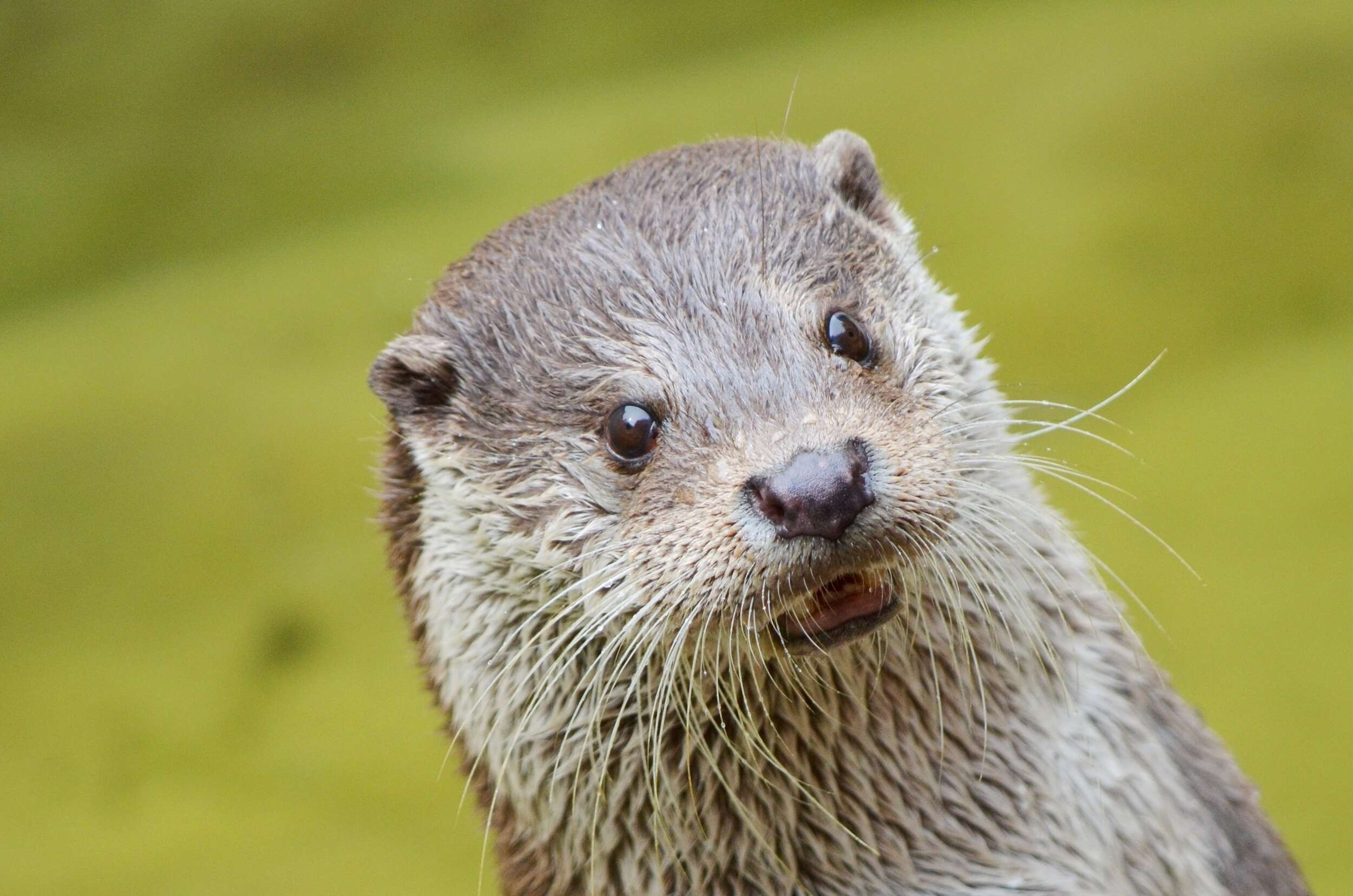 Otter c pixabay Claudia Peters B