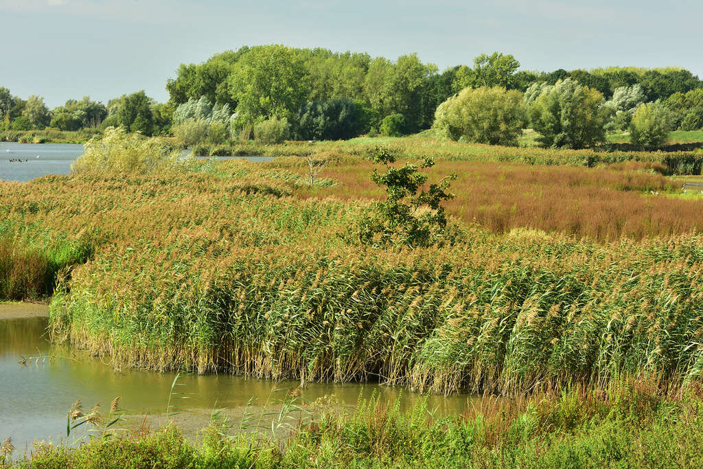 Belgium River Scheldt Paardeweide wetland Copyright Vilda