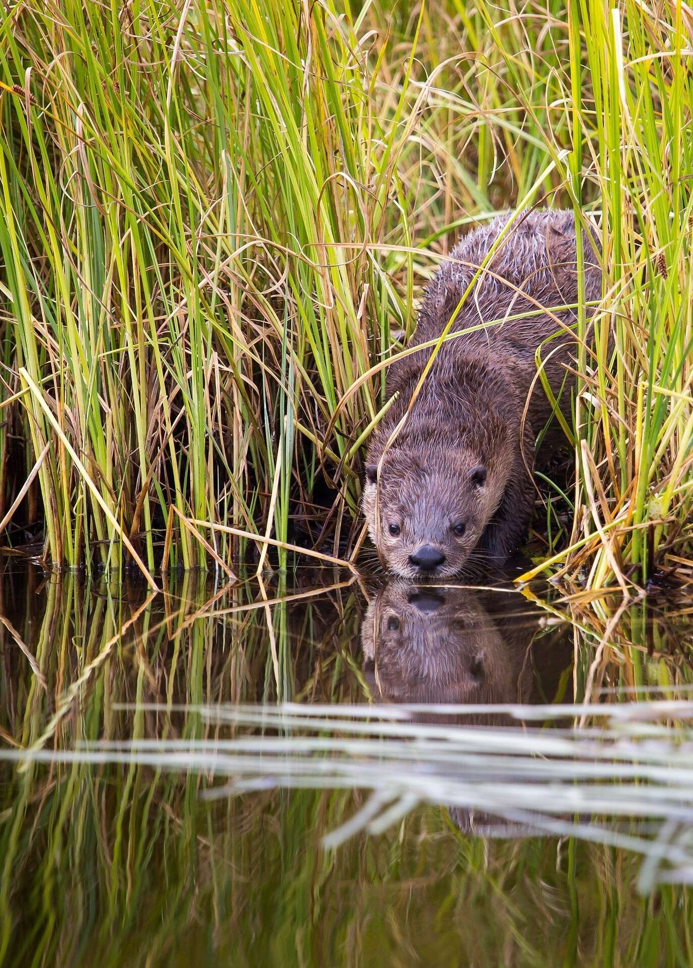 Otter bijzondere soort keert terug naar de Scheldevallei Pixabay