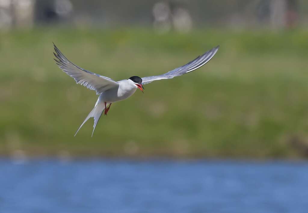 Sterna hirundo 38 Visdief Saxifraga Rik Kruit